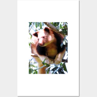 Goodfellow's Tree Kangaroo Posters and Art